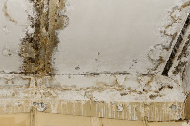 Best Biohazard Mold Removal  in Chualar, CA
