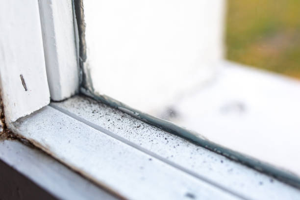 Best Comprehensive Air Testing for Mold Contaminants  in Chualar, CA