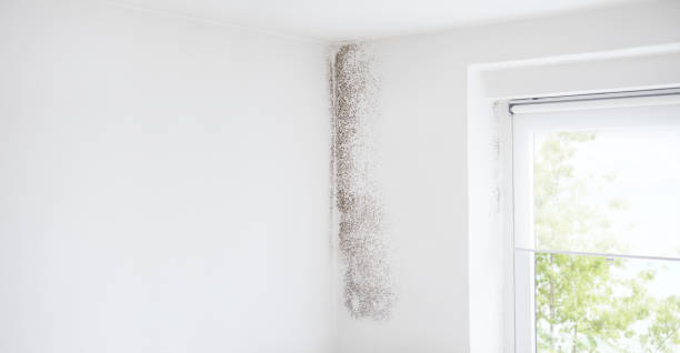 Best Mold Remediation for Healthcare Facilities  in Chualar, CA