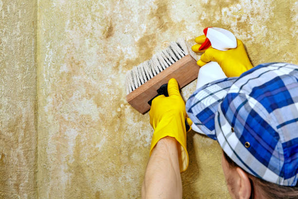 Best Water Damage & Mold Remediation  in Chualar, CA