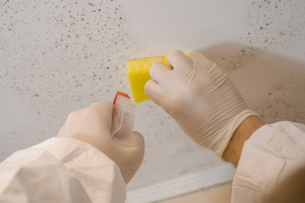 Best Mold Documentation for Insurance Claims  in Chualar, CA