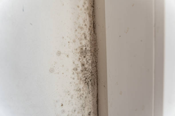 Professional Mold Removal in Chualar, CA