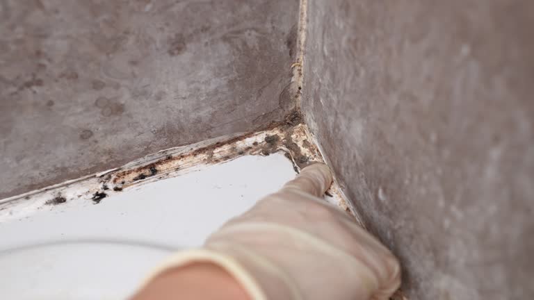 Best Emergency Mold Remediation  in Chualar, CA
